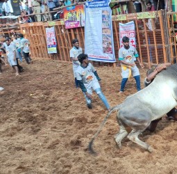 அவனியாபுரத்தில் நடந்த ஜல்லிக்கட்டு போட்டி