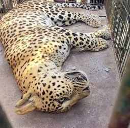 நாசிக்: சிறுத்தை தாக்கியதில் விவசாயி பலி! அவருடன் கிணற்றில் விழுந்த சிறுத்தையும் இறந்தது!