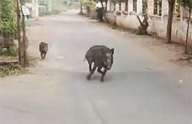 காட்டுப்பன்றிகளால் அச்சம்: போராட்ட அறிவிப்பு