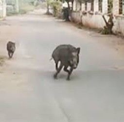 காட்டுப்பன்றிகளால் அச்சம்: போராட்ட அறிவிப்பு