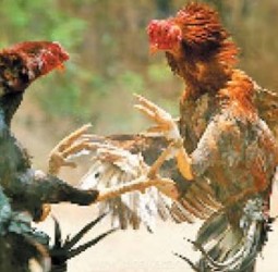 ஆந்திராவில் சங்கராந்தி பண்டிகையை முன்னிட்டு ரூ.2.5 கோடி பந்தயத்துக்காக தயாரான சண்டை சேவல்கள்: 3 நாட்களுக்கு அறை வாடகை ரூ.1 லட்சம்