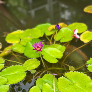 இதோ... இதோ... என் பல்லவி