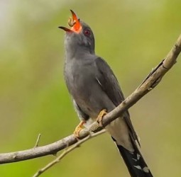 ஞானக்கூக்கூ...