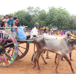 அலங்கரிக்கப்பட்ட மாட்டு வண்டியில் வலம் வந்த மழலைச் செல்வங்கள்.