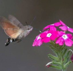 விட்டில் பூச்சிகள்