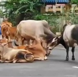 சென்னையில் மாடுகளுக்கும் மைக்ரோ சிப் கட்டாயம் - சென்னை மாநகராட்சி கூட்டத்தில் முடிவு