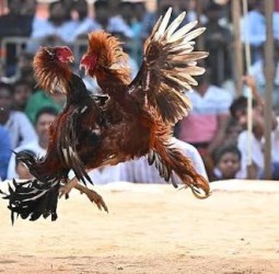 ஆந்திரா, தெலங்கானா மாநிலங்களில் களைகட்டிய ‘சங்கராந்தி’