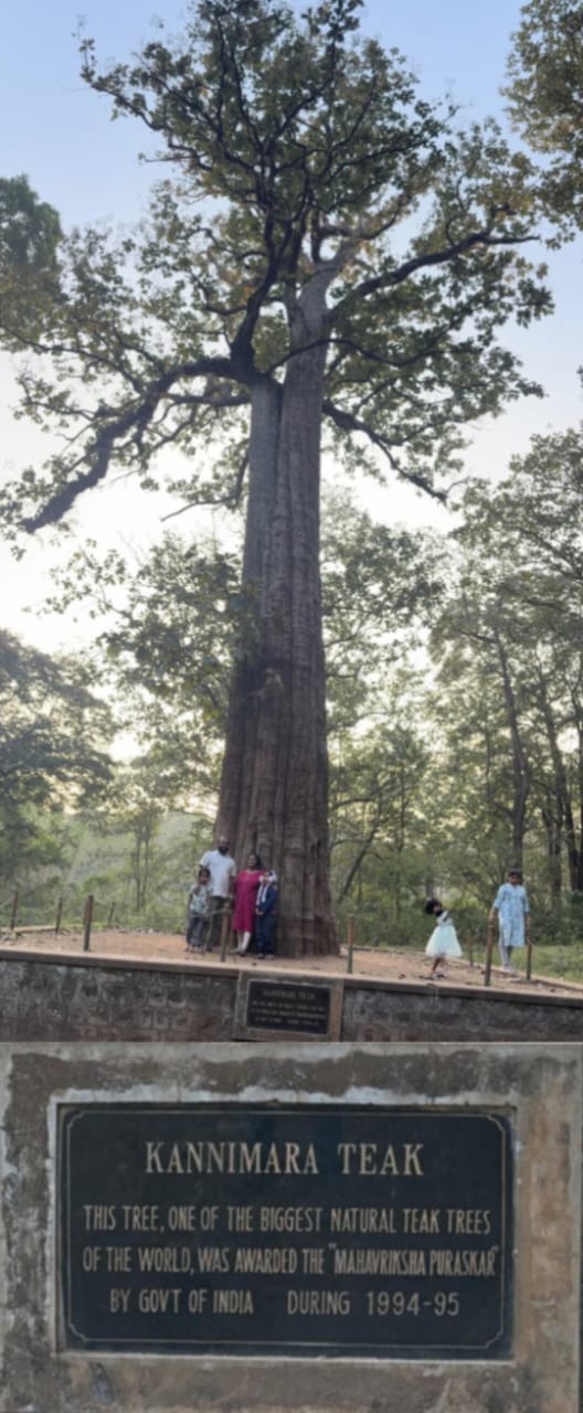 பரம்பிக்குளம் வனத்தில் உள்ள கன்னிமாரா தேக்கின் மீதான தீராக் காதல்: