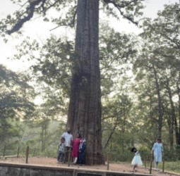 பரம்பிக்குளம் வனத்தில் உள்ள கன்னிமாரா தேக்கின் மீதான தீராக் காதல்: