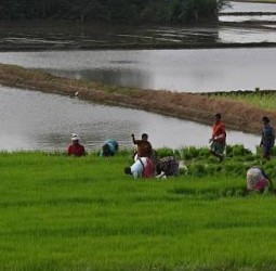 தமிழகத்தில் வேளாண் உற்பத்தியாளர் அமைப்புகளை வலுப்படுத்த உயர்நிலை குழு அமைத்தது மத்திய அரசு