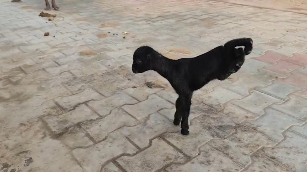 முயன்றால் முடியாததும் உண்டோ: ஆட்டுக்குட்டியின் ஆச்சரியம்