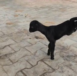 முயன்றால் முடியாததும் உண்டோ: ஆட்டுக்குட்டியின் ஆச்சரியம்