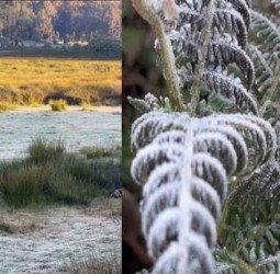 கொடைக்கானலில் மீண்டும் உறைபனி