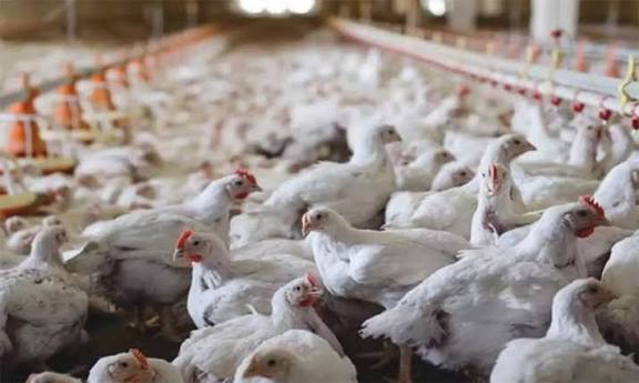 பறவை காய்ச்சல் எதிரொலி: கேரளாவில் இருந்து நீலகிரிக்கு கோழிகள் கொண்டு வர தடை