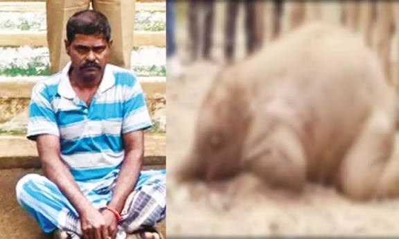சத்தியமங்கலம் அருகே நாட்டு வெடியை கடித்த குட்டி யானை உயிரிழப்பு: தொழிலாளி கைது