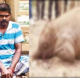 சத்தியமங்கலம் அருகே நாட்டு வெடியை கடித்த குட்டி யானை உயிரிழப்பு: தொழிலாளி கைது