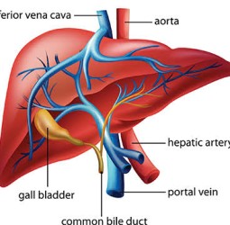 அரிய வகை நோயால் பாதிக்கப்பட்ட குழதைக்கு கல்லீரல் மாற்று அறுவை சிகிச்சை