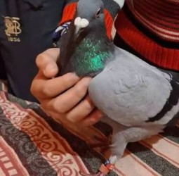 கால்களில் மோதிரம்.. இறக்கையில் முத்திரை.. ஜம்முவில் பாகிஸ்தான் எல்லை அருகே பிடிபட்ட புறா