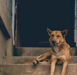 காணாமல் போன குட்டிநாய்..