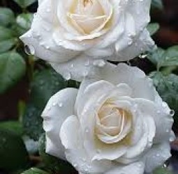 கடும் பற்று