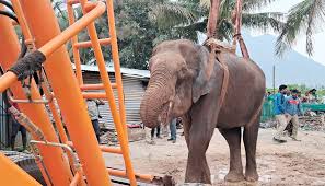 சேற்றில் சிக்கிய பெண் யானை மீட்பு