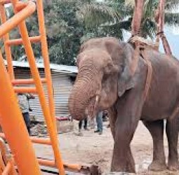 சேற்றில் சிக்கிய பெண் யானை மீட்பு