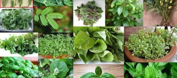 40 வகை கீரைகளும் அதன் முக்கிய பயன்களும்...