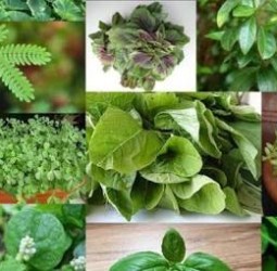 40 வகை கீரைகளும் அதன் முக்கிய பயன்களும்...