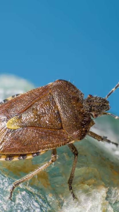 முகாரி பாடிய மூட்டைப்பூச்சி..!