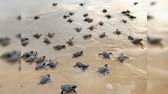 காரைக்காலில் ஆலிவ் ரிட்லி ஆமைகளின் முட்டை திருடப்படும் அபாயம்