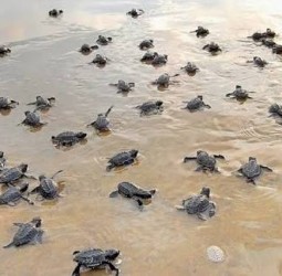 காரைக்காலில் ஆலிவ் ரிட்லி ஆமைகளின் முட்டை திருடப்படும் அபாயம்