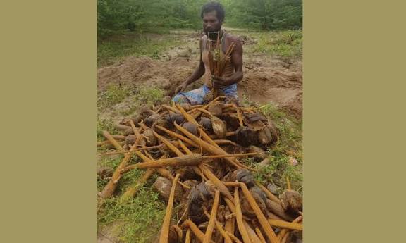 பொங்கல் பண்டிகை : மஞ்சள் குலை, கிழங்குகள் அறுவடை தொடங்கியது