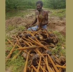 பொங்கல் பண்டிகை : மஞ்சள் குலை, கிழங்குகள் அறுவடை தொடங்கியது