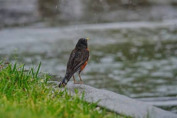 ஹைக்கூ கவிதைகள் -