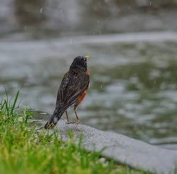 ஹைக்கூ கவிதைகள் -