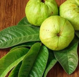 கொய்யா இலை செய்யும் மாயம்!