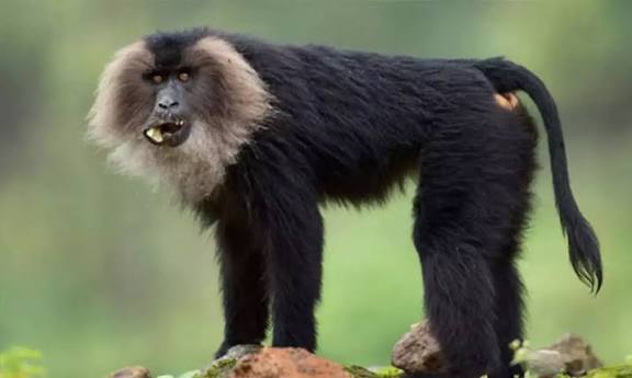 மேகமலை புலிகள் காப்பக வனப்பகுதியில் சிங்கவால் குரங்குகள் கணக்கெடுக்கும் பணி விரைவில் தொடக்கம்